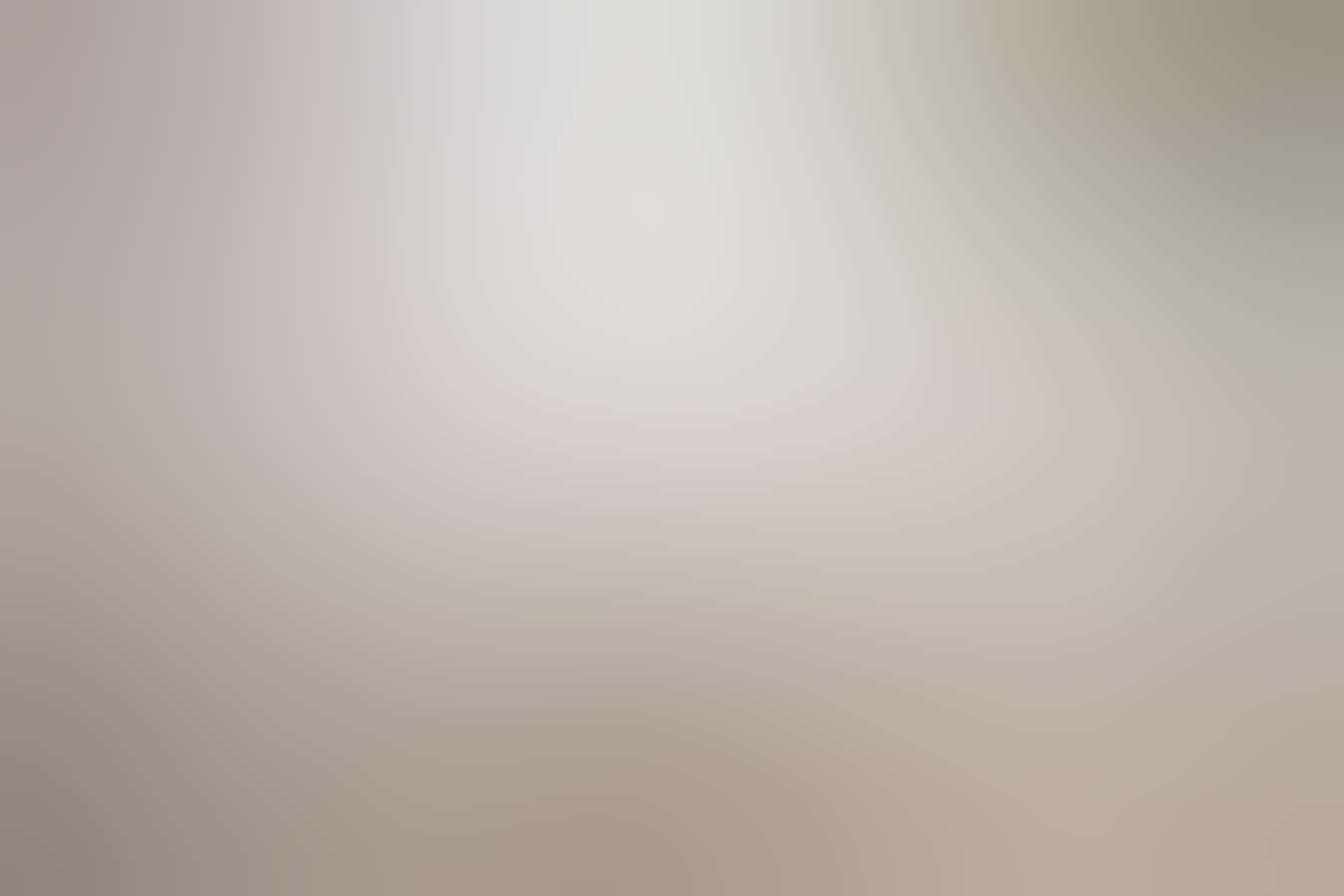 短尾矮袋鼠羅特尼斯島的短尾矮袋鼠