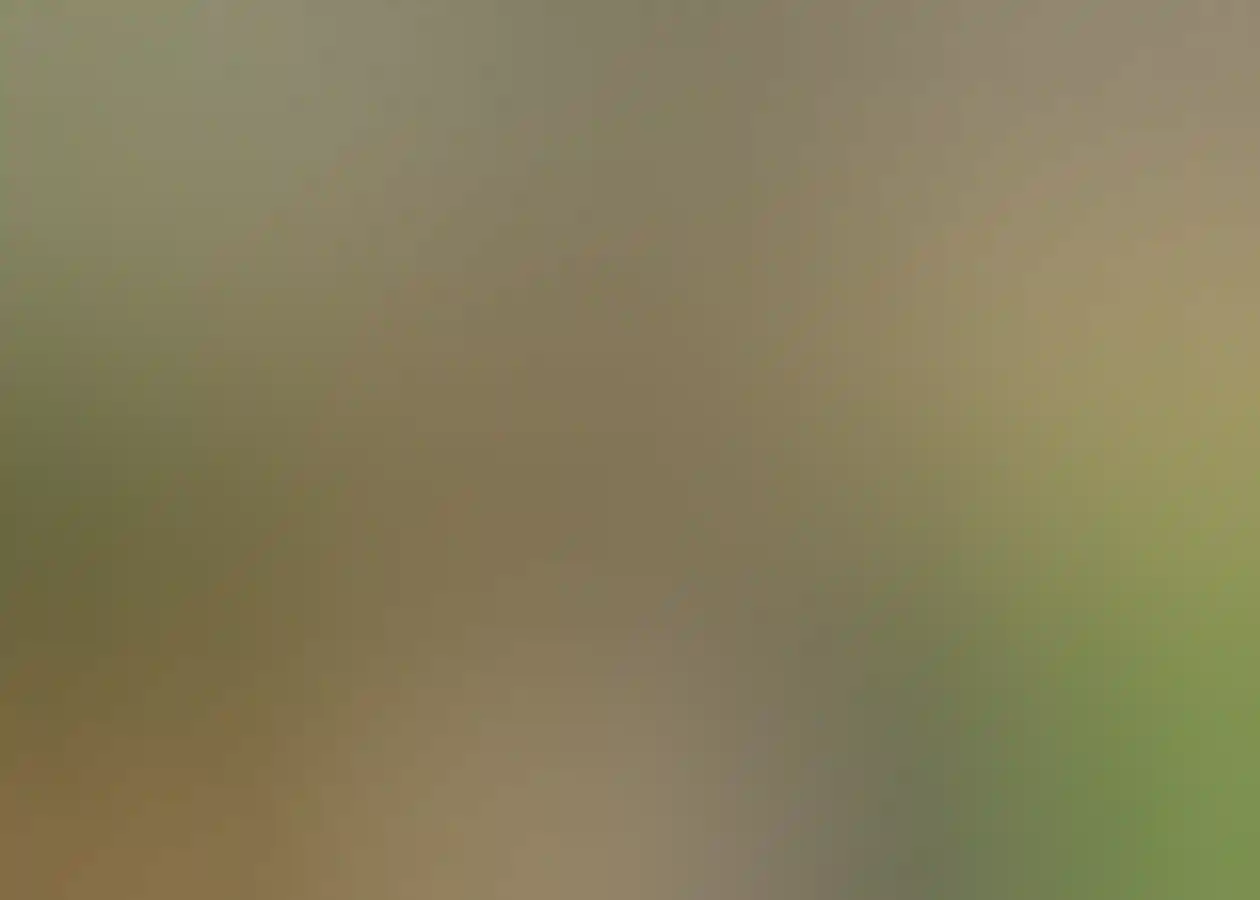 カントリーライフファームのアルパッカ