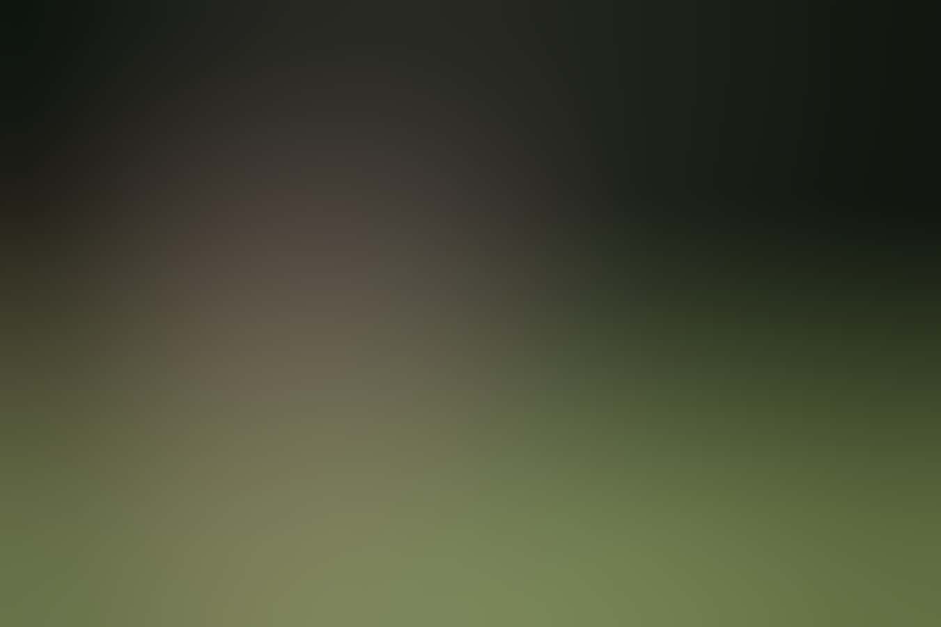 Kangaroos at RAC Karri Valley Resort