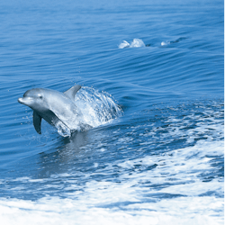 野生海豚观赏 Wild Dolphin Watching Itinerary Tourism Western Australia 野生海豚观赏 Wild Dolphin Watching Itinerary Tourism Western Australia