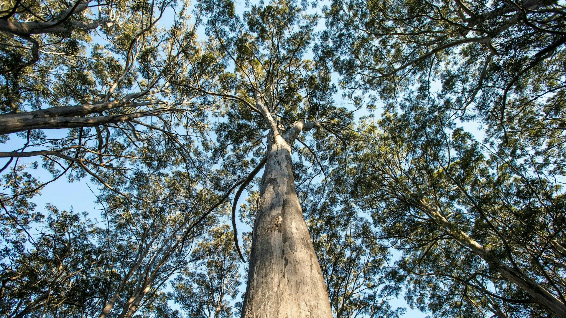 Boranup Karri Forest, Margaret River, Western Australia