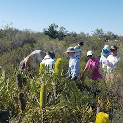 野生の花々 Tourism Western Australia 野生の花々 Tourism Western Australia