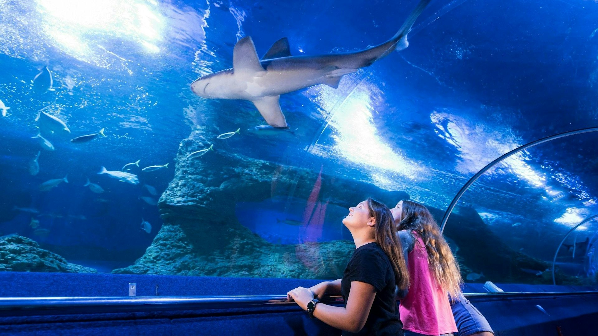 AQWA, Hillarys, Western Australia