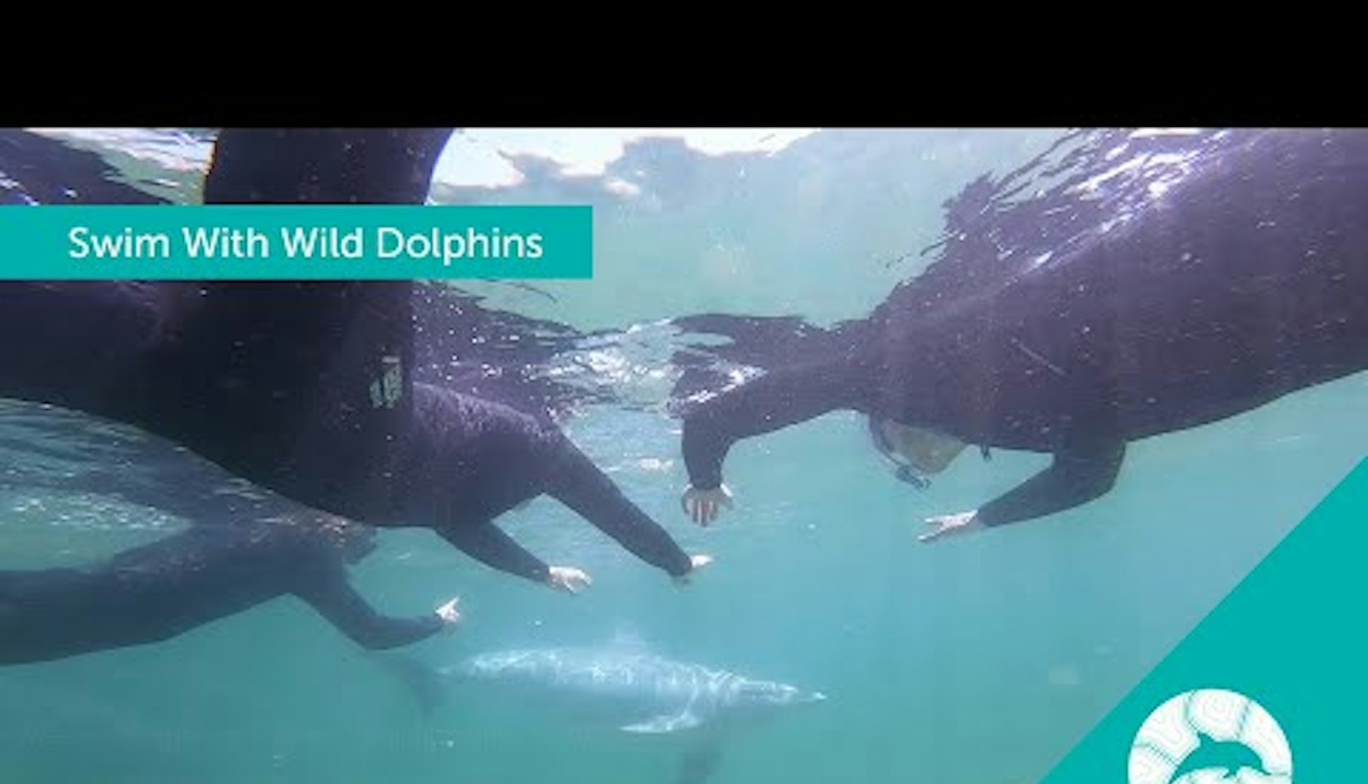 海豚探索中心 Dolphin Discovery Centre Attraction Tourism Western Australia 海豚探索中心 Dolphin Discovery Centre Attraction Tourism Western Australia